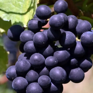 Uva Vitória